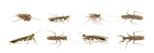 Group Of Camouflaged Bark Mantis (Liturgusa Sp.) On White Background. Insect. Animal.