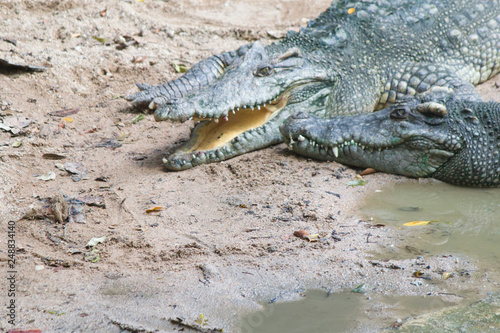 Plakat Krokodyl na spacerze