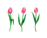 Fototapeta Tulipany - Flowers Tulips watercolor illustration botanical spring decoration design greeting card invitation