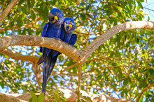 Hyacinth Macaw, Anodorhynchus Hyacinthinus, Or Hyacinthine Macaw, Pantanal, Mato Grosso Do Sul, Brazil