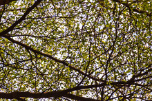Green Leaf Background Of Terminalia Ivorensis Tree. Under View Of The Terminalia Ivorensis Chev Tree.