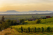 © andras_csontos - The Badacsony mountain with Lake Balaton and a vineyard in sunset colors in Hungary