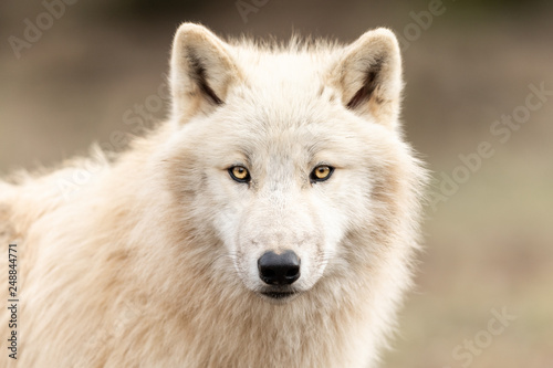 White Wolf in the forest Canvas Print