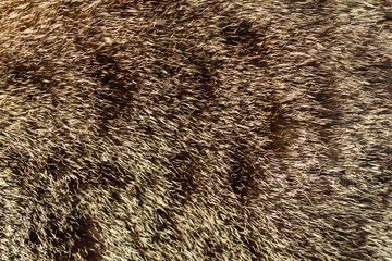background texture of a fur coat of a cat in spots
