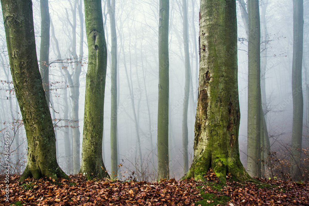 mglisty poranek w lesie, jesień - obrazy, fototapety, plakaty 