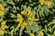 Infiorescenza di Euphorbia dendroides