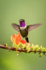 Wall Mural - Purple-throated woodstar hovering next to orange flower,tropical forest, Colombia, bird sucking nectar from blossom in garden,beautiful hummingbird with outstretched wings,nature wildlife scene