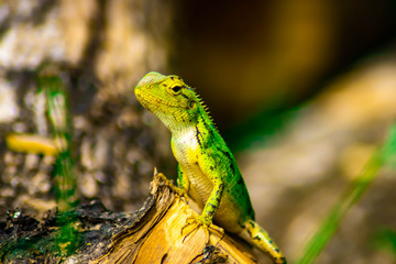 Wall Mural - Beautiful green chameleon - Stock Image - Image