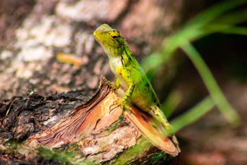 Wall Mural - Beautiful green chameleon - Stock Image - Image