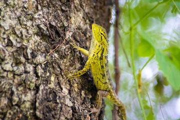 Wall Mural - beautiful chameleon on wood