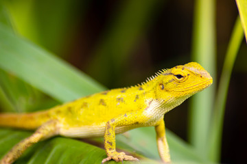 Wall Mural - Beautiful chameleon on green leaves