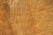 Wood Texture Stump.