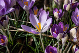Fototapeta Kwiaty - Crocus Flowers in Bloom in Winter