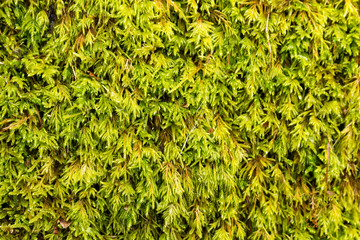 Texture of moss II