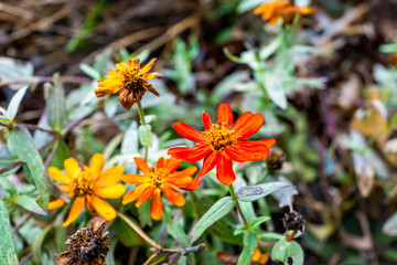 Wall Mural - Macro closeup of orange and yellow daisy zinnia flowers in garden showing detail and texture in autumn summer garden season wilting