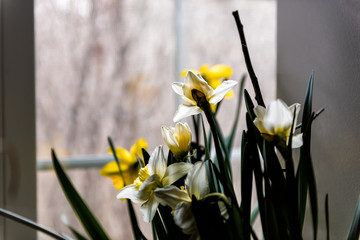 Wall Mural - Many open white and yellow daffodil flowers silhouette indoors inside home house by window looking outside to sunlight in spring