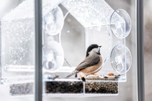 Closeup Of Black-capped Or Carolina Chickadee Bird Perched On Plastic Glass Window Feeder Looking During Winter Snow Or Rain In Virginia With Seeds