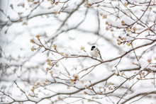 Closeup Of One Black-capped Chickadee Bird Sitting Perched On Tree Branch During Heavy Winter Snow Colorful In Virginia With Flower Buds