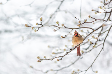 puffed up female red northern cardinal cardinalis bird sitting perched on tree branch during winter 