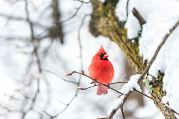 closeup of vibrant red northern cardinal cardinalis bird puffed up sitting perched on tree branch du
