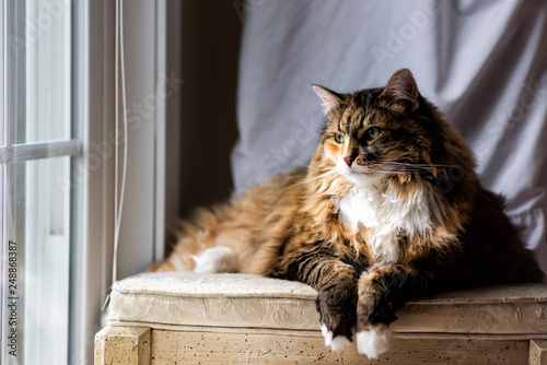 One Maine Coon Calico Cat Resting On Chair Indoors Inside House