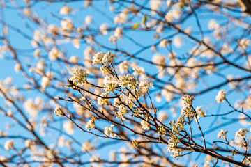 Wall Mural - White cherry blossom sakura tree closeup with flower petals in spring springtime Washington DC Northern Virginia and branches blue sky background