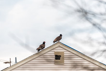 Two Red Head Turkey Vultures In Virginia Perched Standing On House Roof Closeup With Sky During Winter