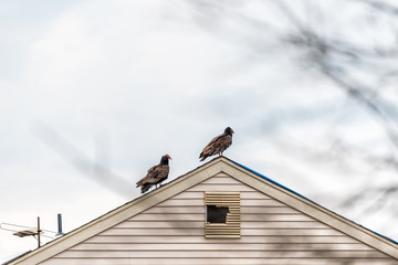 Two red head turkey vultures in Virginia perched standing on house roof closeup with sky during winter