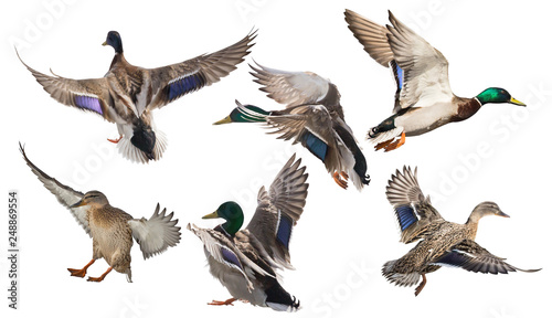 Fotomural six mallard ducks in flight on white