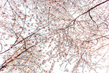 Wall Mural - Looking up at cherry blossom sakura trees isolated against white sky perspective with pink flower petals in spring springtime Washington DC or Japan flat background