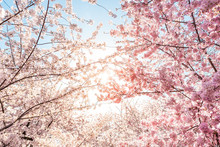 Low Angle View Of Vibrant Pink Cherry Blossom Sakura Tree Sunburst Through Branch In Spring In Washington DC During Festival