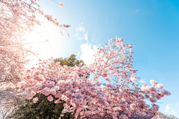 Wall Mural - low angle view of pink cherry blossom sakura tree sunburst sun through branch in spring in washingto