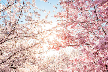 Low angle view of vibrant pink cherry blossom sakura tree sunburst through branch in spring in Washington DC during festival