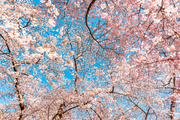 Wall Mural - looking up at pink fluffy cherry blossom sakura trees isolated against sky perspective with flower p