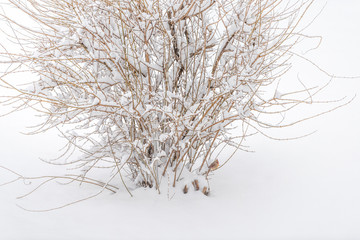 Wall Mural - Closeup of snowing weather snowstorm with tree bush covered in snow with female cardinal bird perched in Virginia with bare branches high angle view