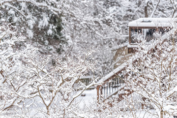 Wall Mural - Wooden deck stairs of house home covered in white snow and trees branches in backyard by house home with nobody