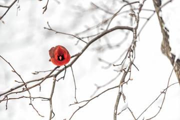 Wall Mural - Closeup of one vibrant saturated red northern cardinal, Cardinalis, bird sitting perched looking down on tree branch during winter snow in Virginia puffed up cold