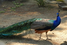 Colorful Peafowl Bird Portrait And Detail