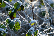 Bramble In The Frost