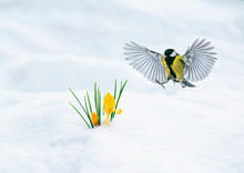 Cute Spring Card Beautiful Bird Tit Flies Spreading Its Wings In The Garden To The First Flowers Snowdrops Yellow Crocuses