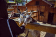 © phpetrunina14 - young woman feeding animals and taking picture. goat close up. zoo life. farming
