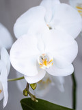 Fototapeta Storczyk - flowers of white orchid, white orchid
