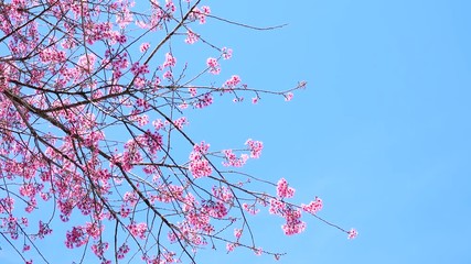 pink cherry flower blossom on blue sky background