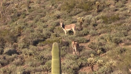 Sticker - Wild Burros in the Arizona Desert in Spring