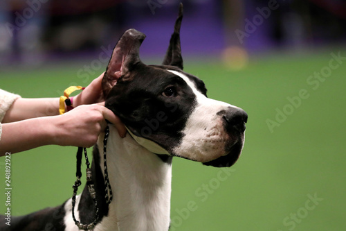 A Great Dane is posed in the ring during judging in the Working ...