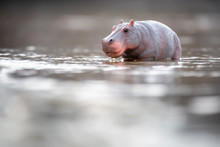 Toy Hippopotamus In The Water