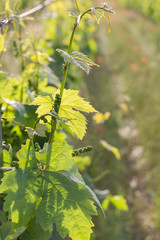 Wall Mural - Vineyard in spring, close up, Salento, Apulia region, Italy