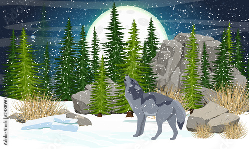The Wolf Howls At The Moon Spruce Forest Stones And - 