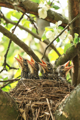 Wall Mural - Baby birds in a nest on a tree branch. Chicks in spring in sunlight	