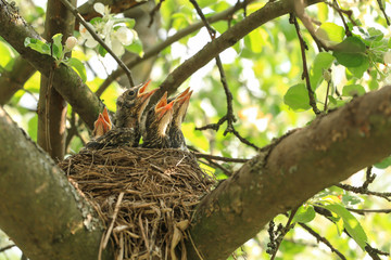 Wall Mural - Baby birds in a nest on a tree branch. Chicks in spring in sunlight	